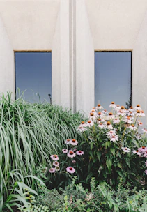 white flowers beside house