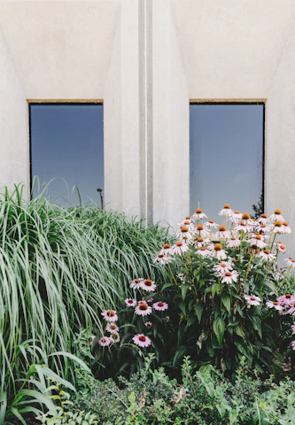 white flowers beside house