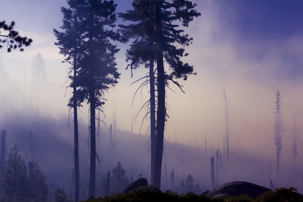 tree surrounded by fog at daytime