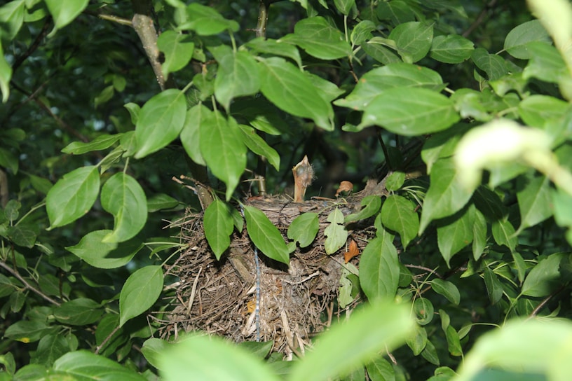 A bird's nest is situated amidst dense green foliage, with two baby birds visible in the nest. The nest consists of twigs and other natural materials and is well-camouflaged by large leaves surrounding it.