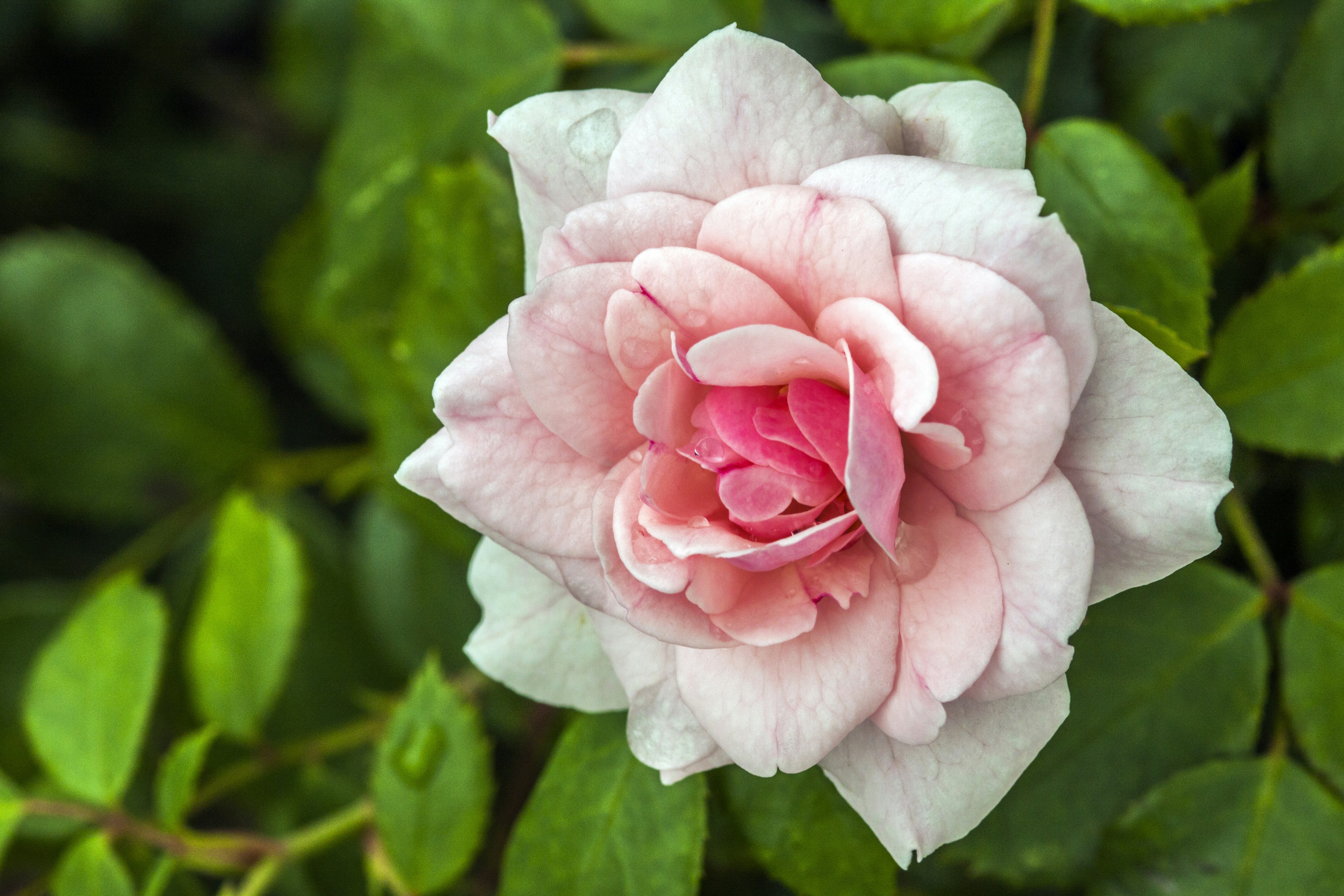 Free Unsplash photo from Aleksandr Rogozin