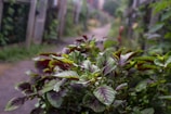 A pathway flanked by lush green plants with purple-tinted leaves, leading into a garden setting. The scene is serene and slightly misty, suggesting a peaceful, natural environment.