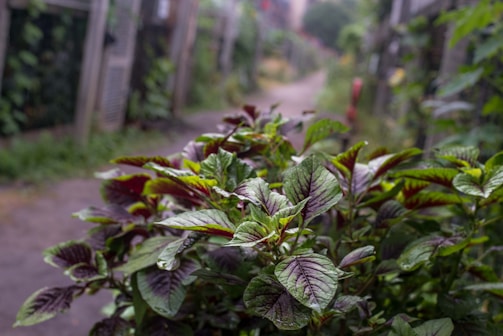 A pathway flanked by lush green plants with purple-tinted leaves, leading into a garden setting. The scene is serene and slightly misty, suggesting a peaceful, natural environment.