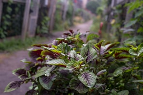 A serene pathway through a lush native garden.