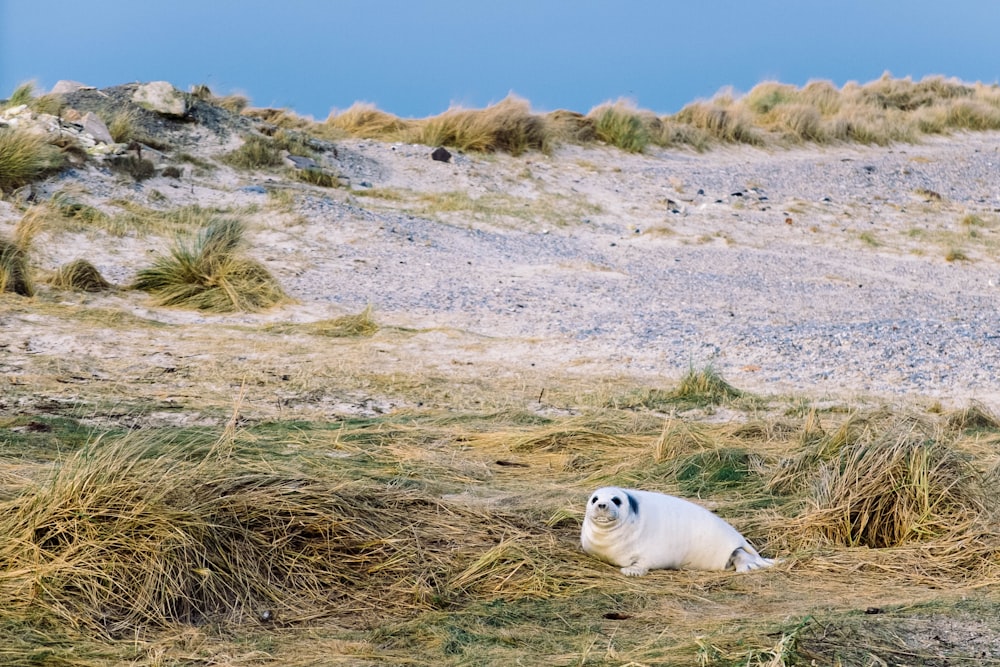 seal on grass field during daytime