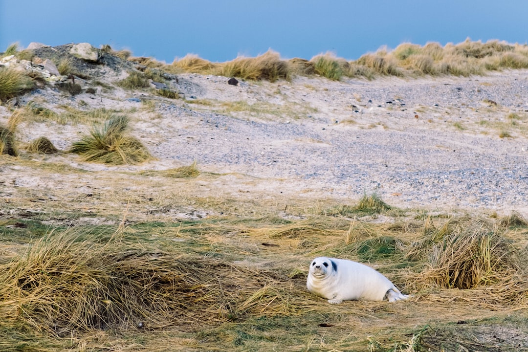 Tundra photo spot Heligoland Amrum