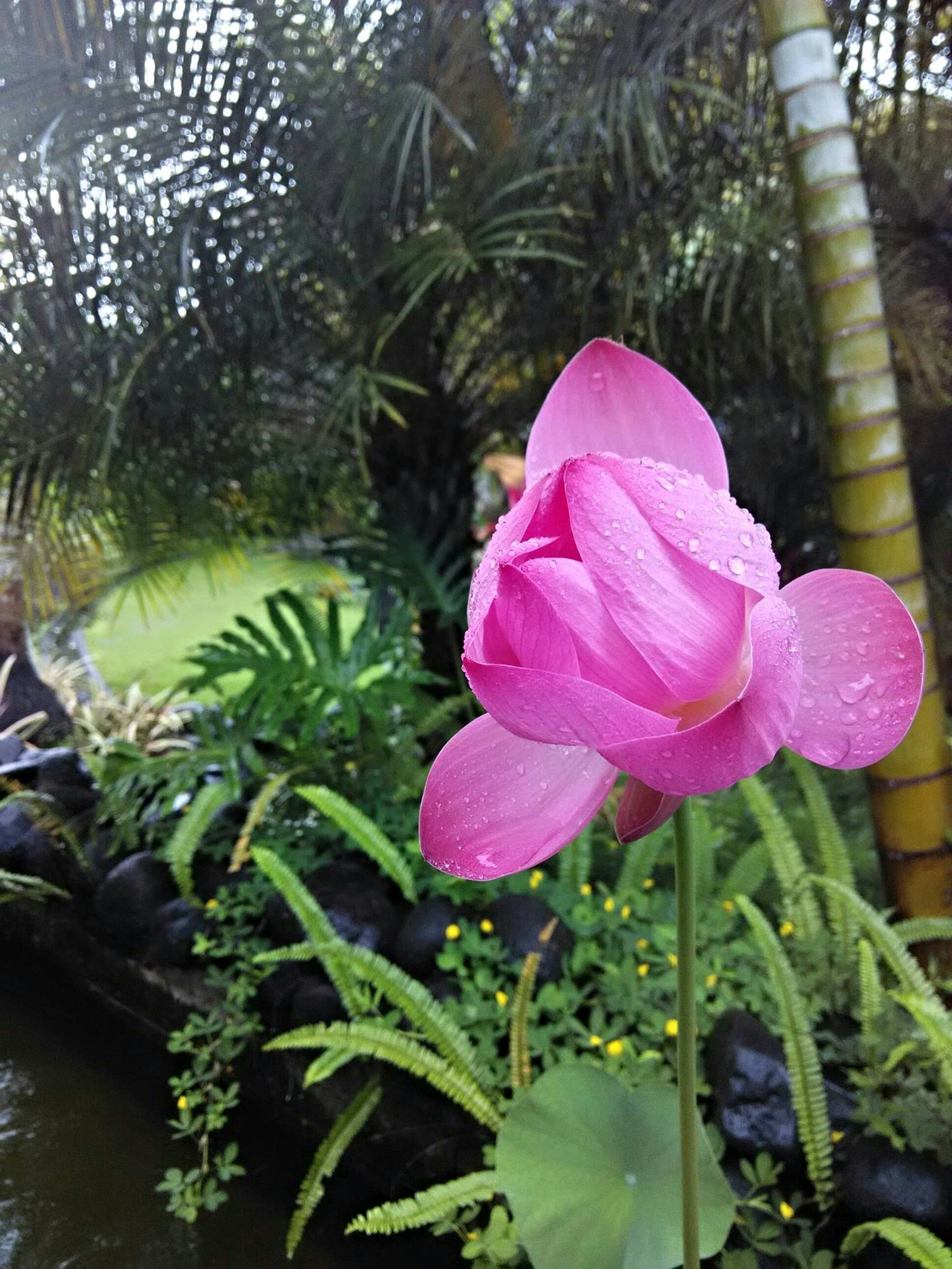 Free Unsplash photo from Ray Suwana