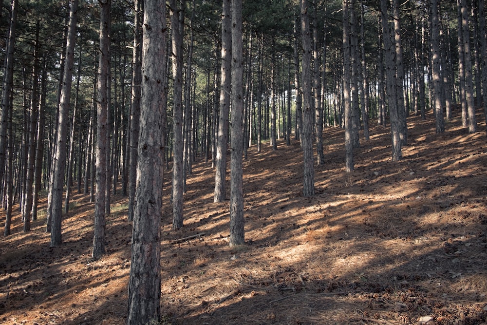 Arbres dénudés sur la colline pendant la journée