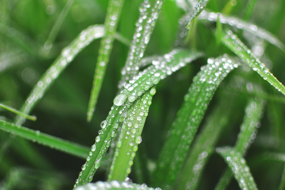 photo en gros plan de rosée d’eau sur des feuilles linéaires