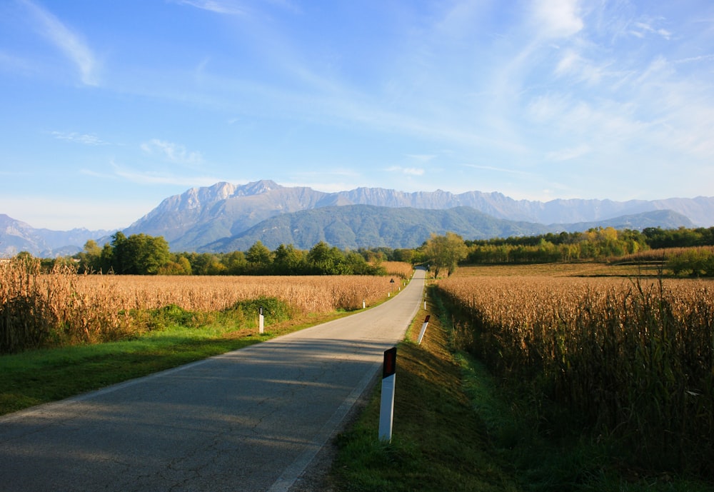 Straße mit Grünland