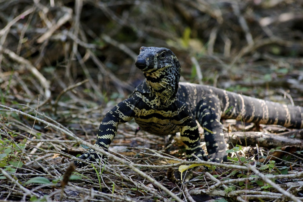 brown and grey lizard on green grass