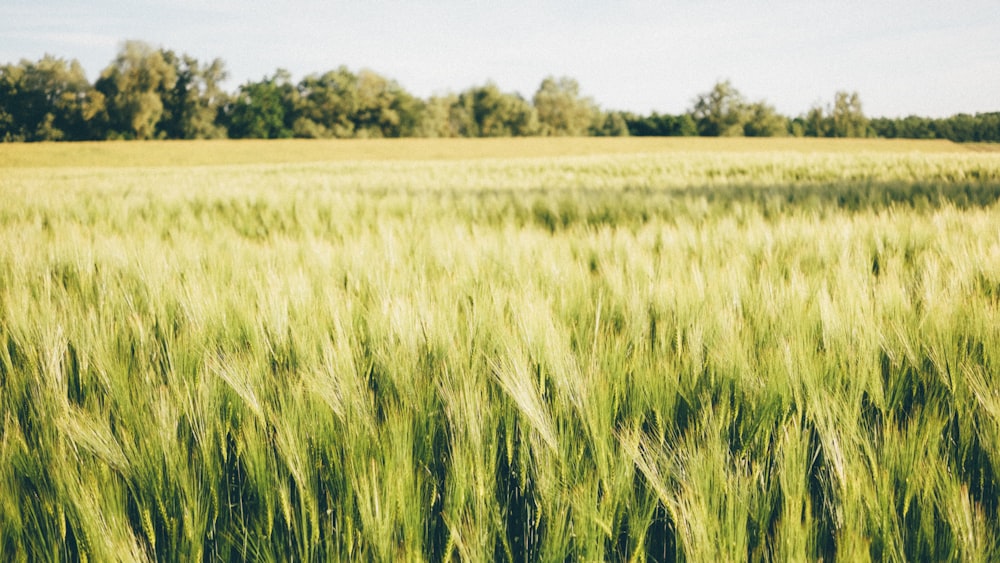 green field