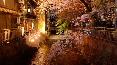 A cozy ryokan nestled among cherry blossom trees, softly lit in the evening.