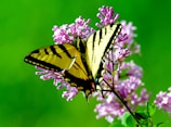 closeup photography of yellow and black butterfly perched on pink flower