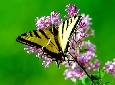 closeup photography of yellow and black butterfly perched on pink flower lovely zoom background