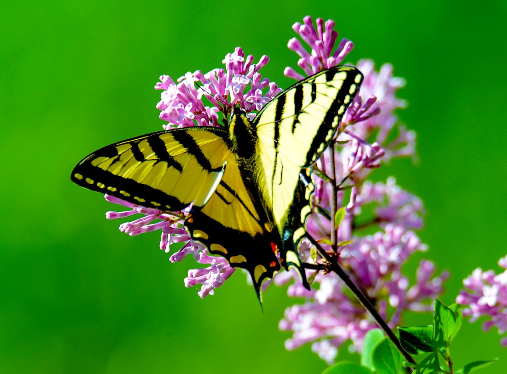 fotografia de closeup de borboleta amarela e preta empoleirada na flor rosa