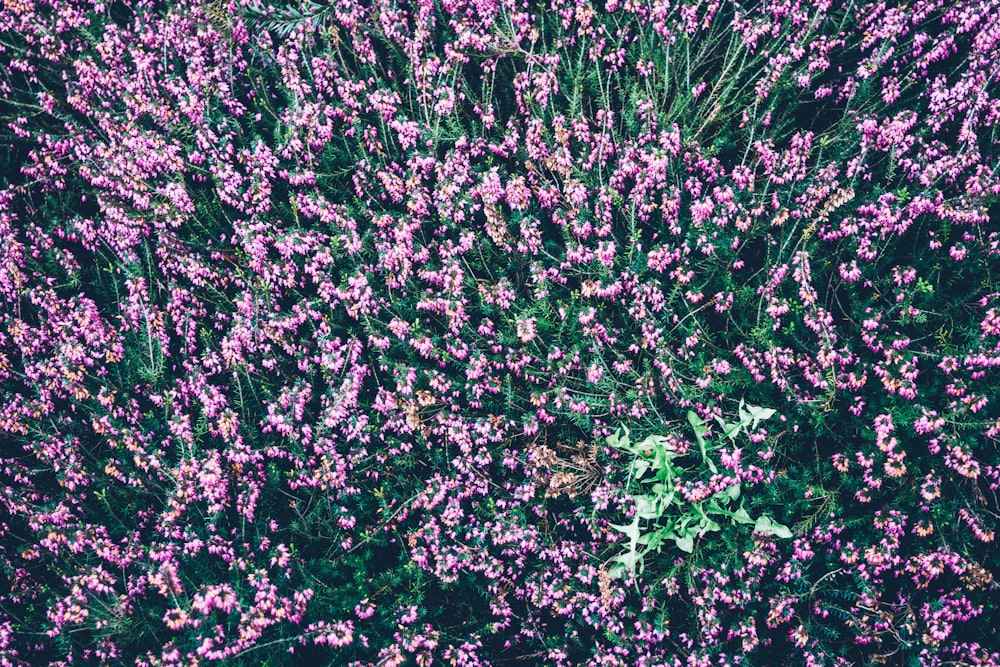 bed of pink petaled flower