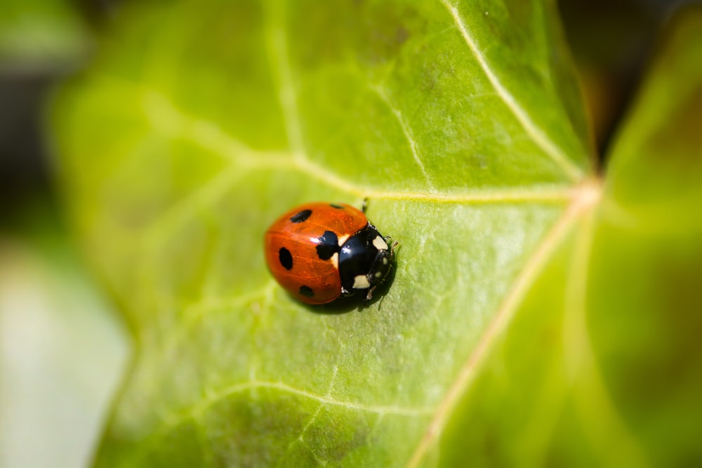 red lady bug on leaf in macro photography