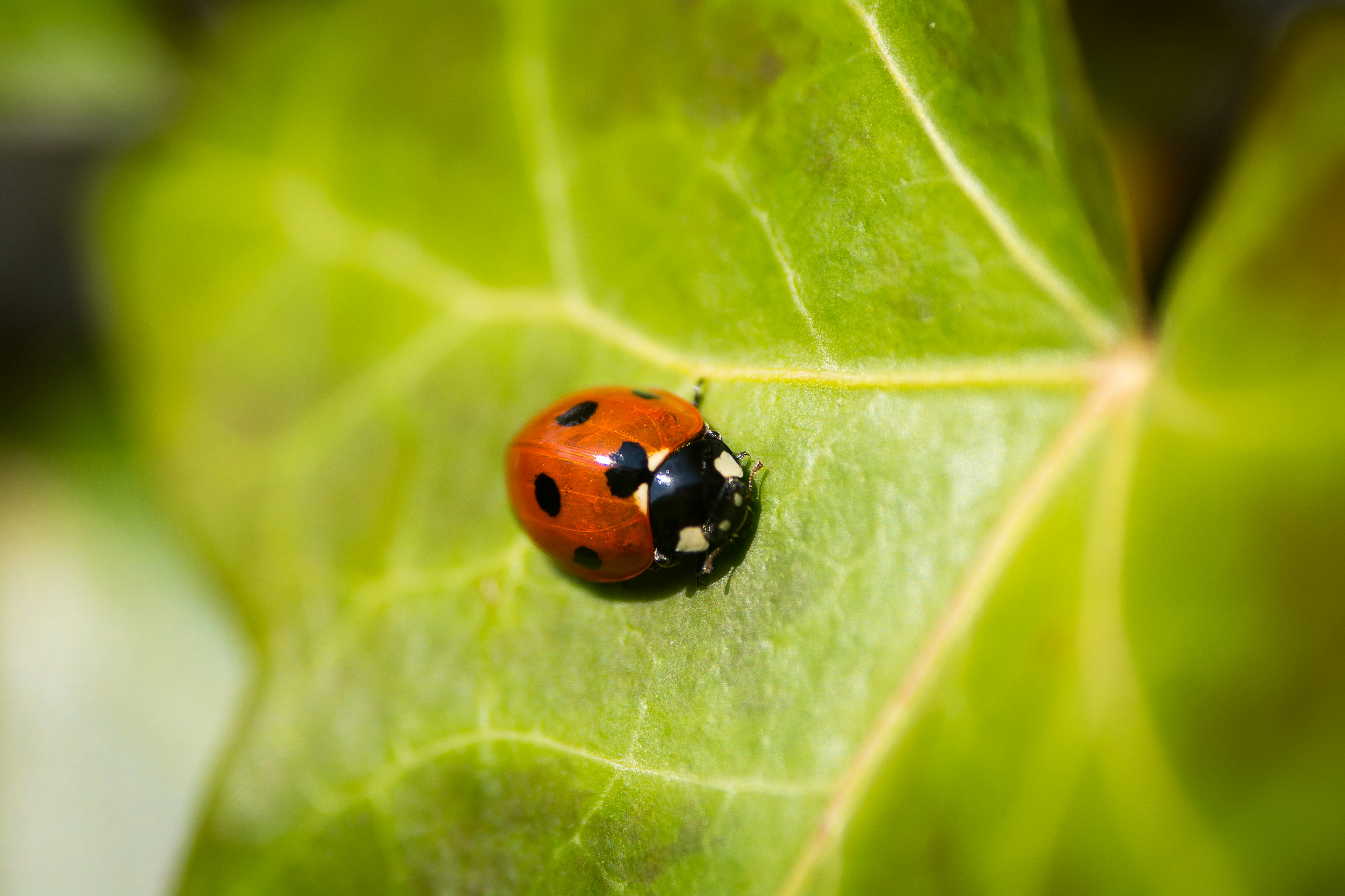 red lady bug on leaf in macro photography