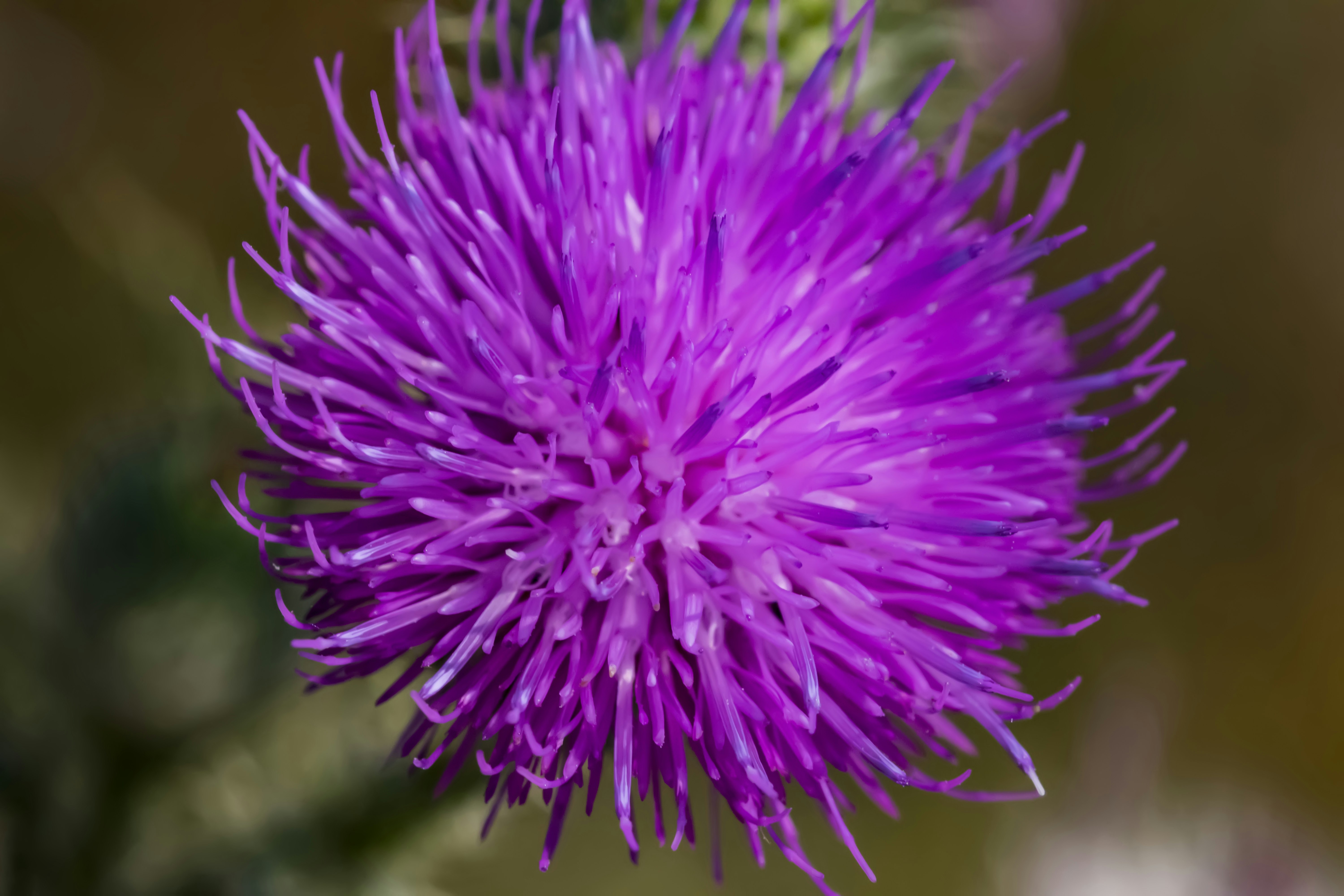 Free Unsplash photo from Tudor Panait