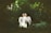 woman in white dress walking on pathway surrounded by trees