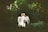 woman in white dress walking on pathway surrounded by trees