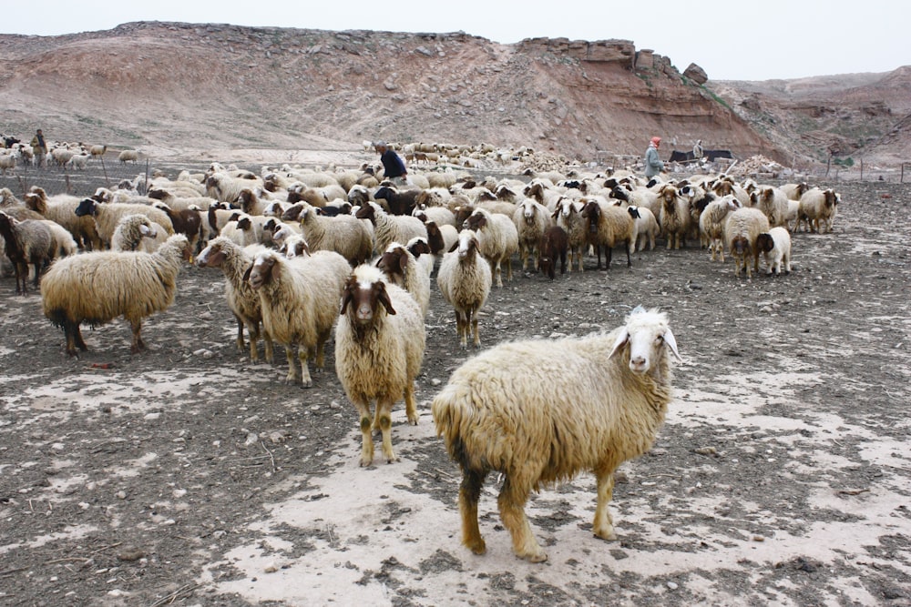 assorted sheeps