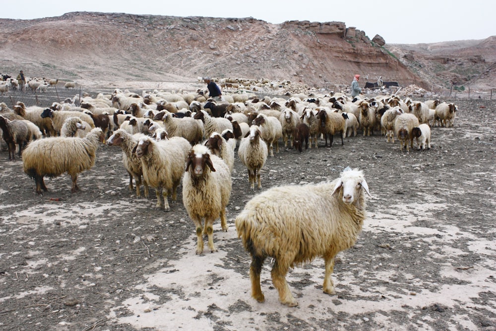 ovinos variados