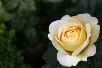 close-up photo of yellow petaled flower