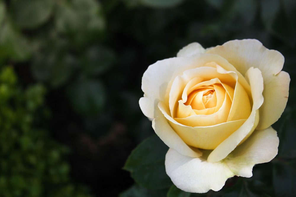 Nahaufnahme einer gelbblättrigen Blume