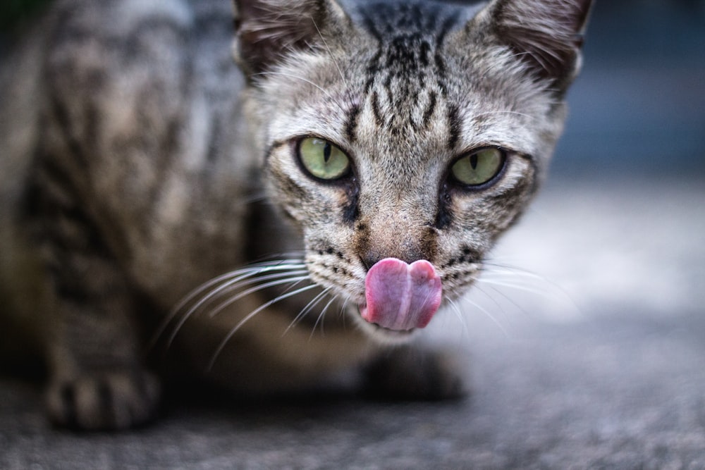 gato gris y negro en fotografía superficial