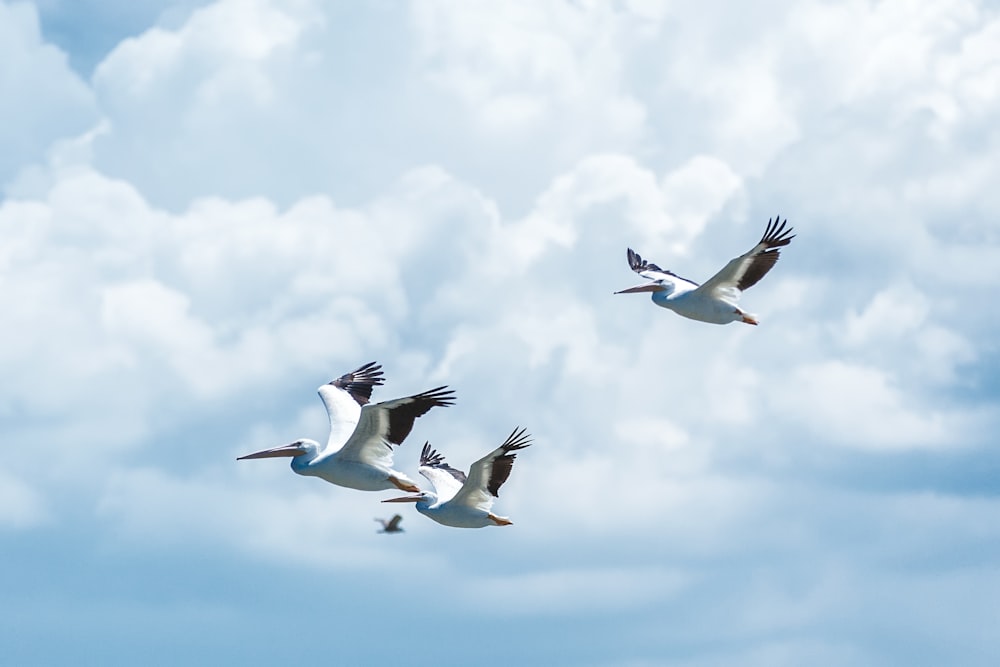 Fliegende weiße Vögel unter bewölktem Himmel