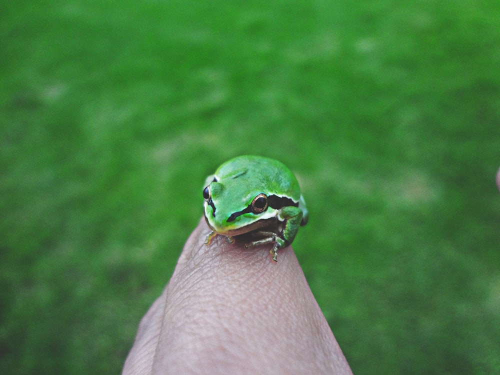 selective focus photography of green frog on finger