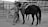 A person dressed in cowboy attire, including a hat and chaps, stands next to a saddled horse in a ranch setting. The background displays a series of fenced paddocks and stables, suggesting an equestrian or livestock environment. The overall scene gives an impression of rural or western life.