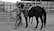 A person dressed in cowboy attire, including a hat and chaps, stands next to a saddled horse in a ranch setting. The background displays a series of fenced paddocks and stables, suggesting an equestrian or livestock environment. The overall scene gives an impression of rural or western life.