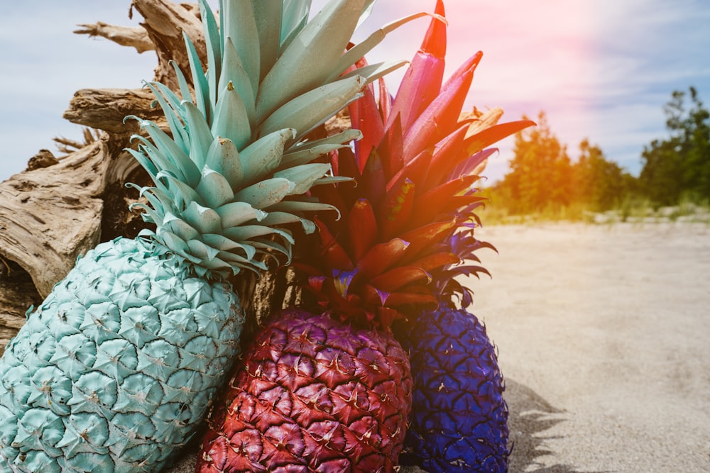 close up photo of assorted-color pineapples at daytime