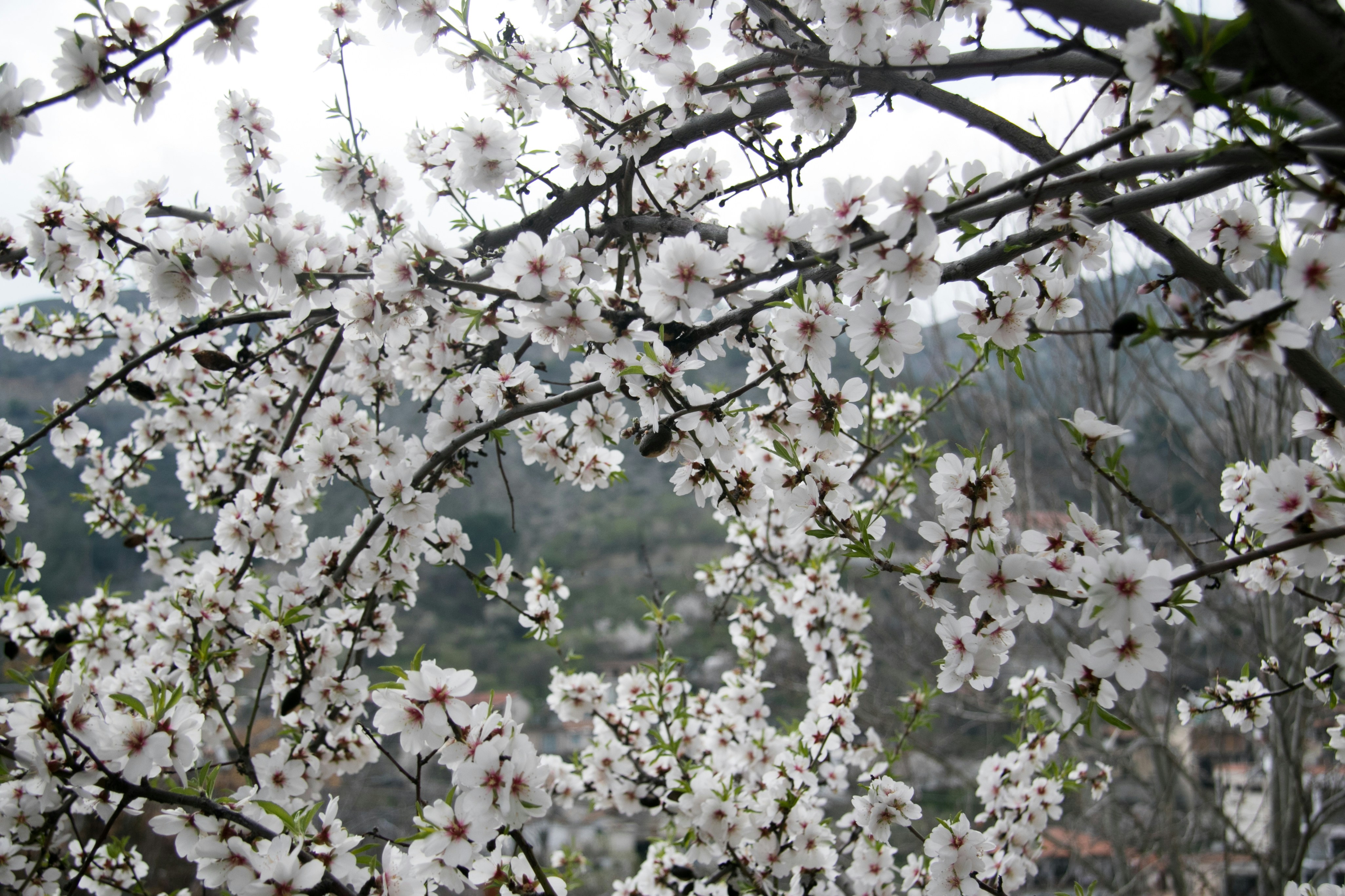 Free Unsplash photo from Despo Potamou