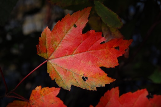 A vibrant red maple leaf against a soft-focus backdrop of Canadian wilderness in autumn.