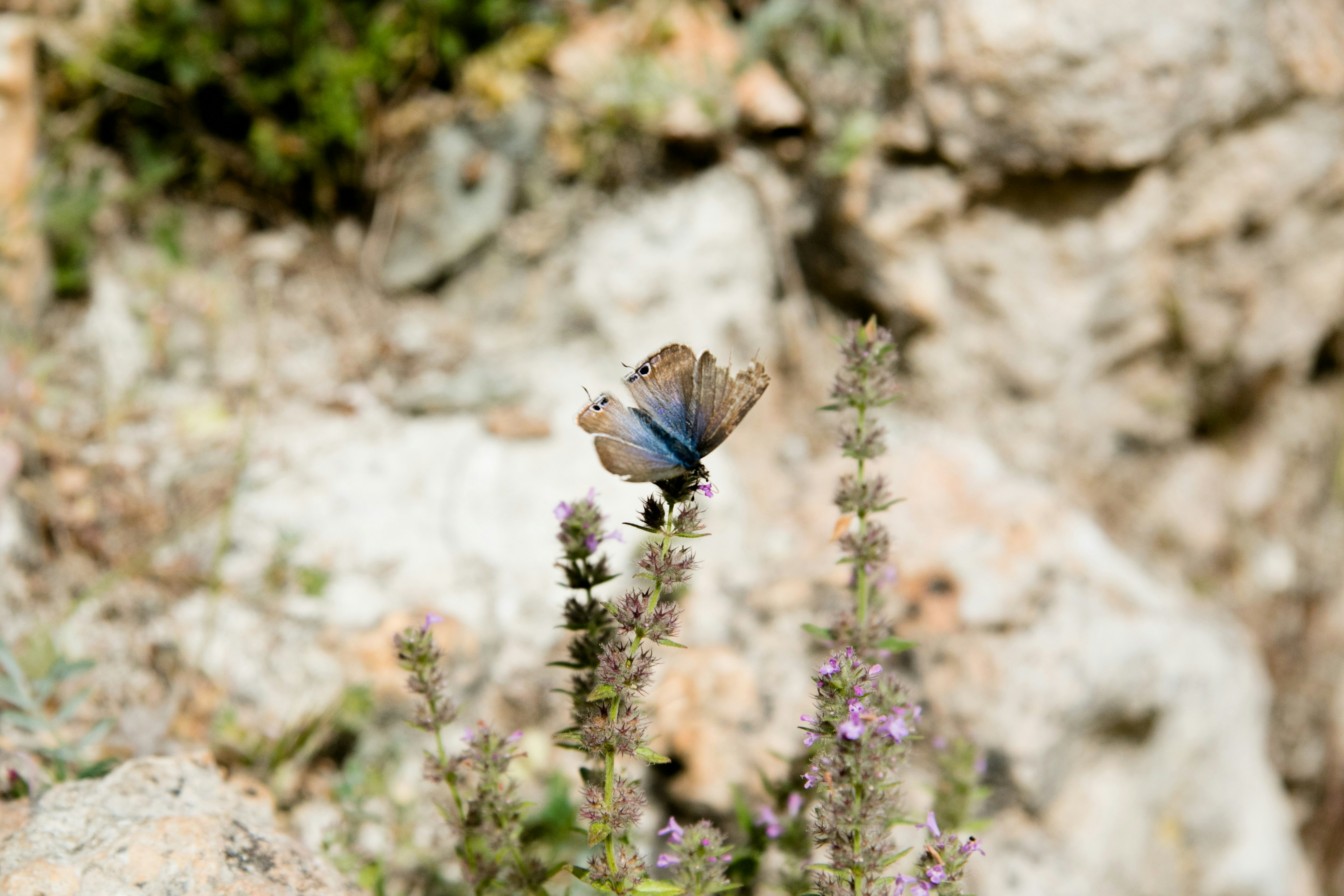 Free Unsplash photo from Despo Potamou