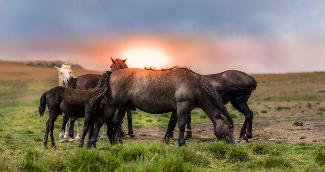 five black and white horses on green grass open field