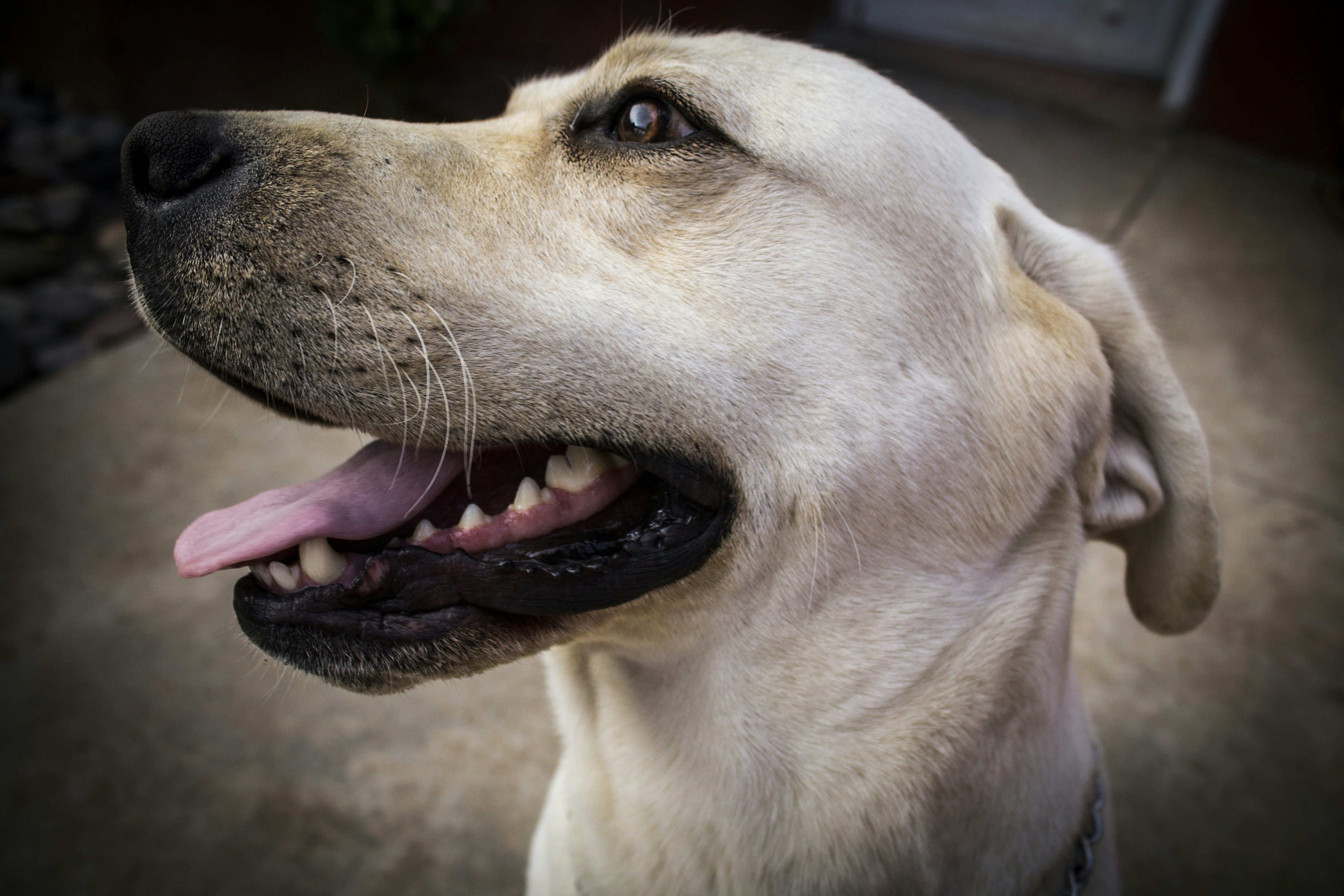La Importancia de la Limpieza Dental en Perros
