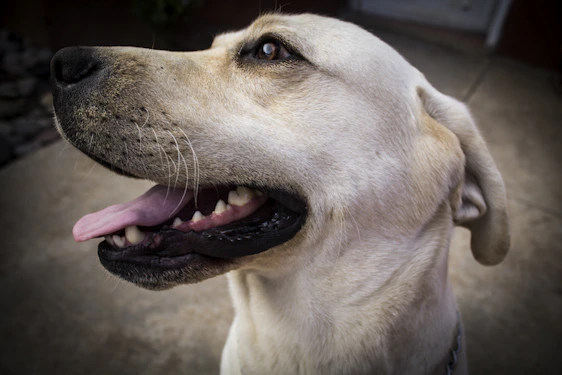 A caring veterinarian gently examining a happy dog's teeth in a bright, welcoming clinic.