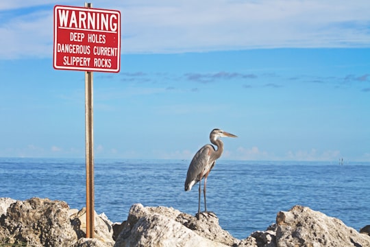 gray bird standing beside warning signage near body of water during daytime in Clearwater United States