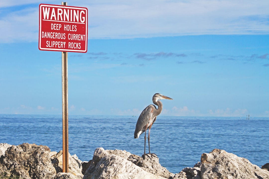 photo of Clearwater Shore near Honeymoon Island State Park