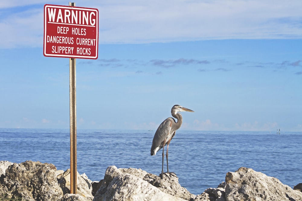 낮 동안 수역 근처의 경고 표지판 옆에 서 있는 회색 새
