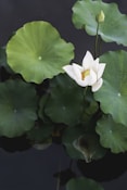 white lotus flower