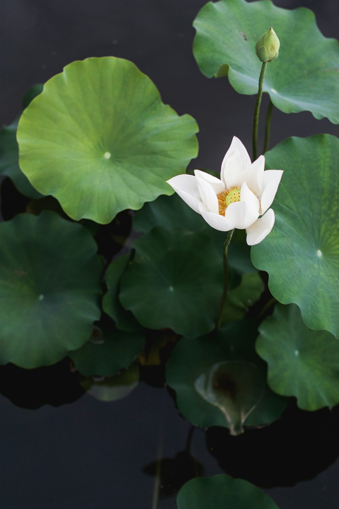 white lotus flower