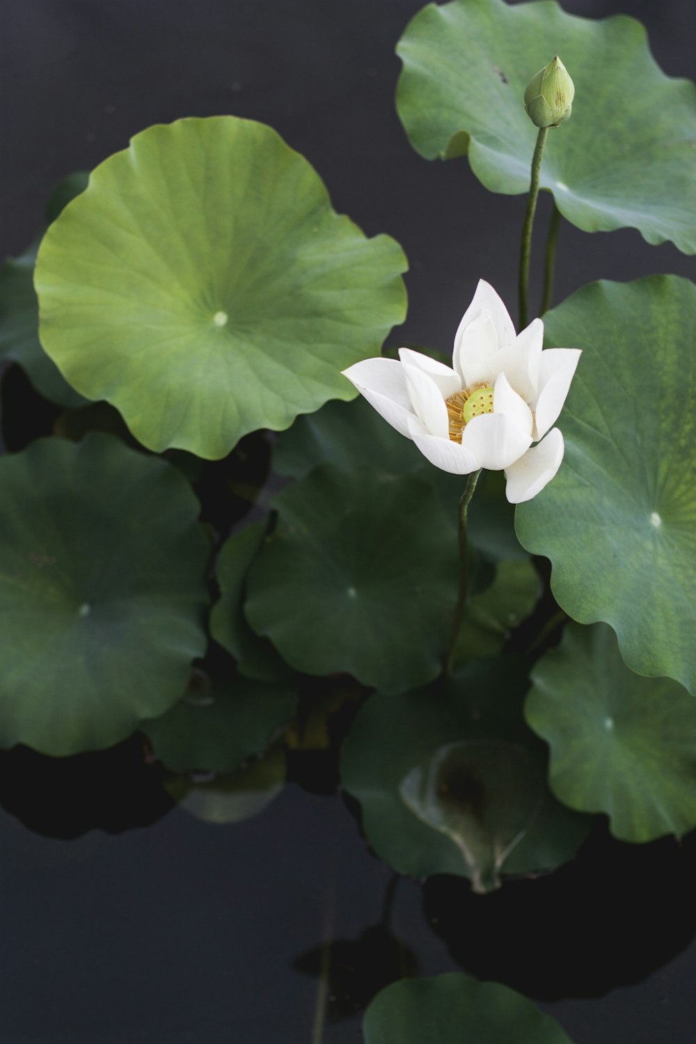 flor de lótus branca