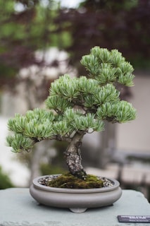 Picture of a bonsai tree