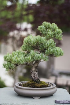 Picture of a bonsai tree